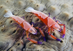 The brothers
Nikon d200, 60 micro, twin strobo
Lembeh s... by Marchione Giacomo 